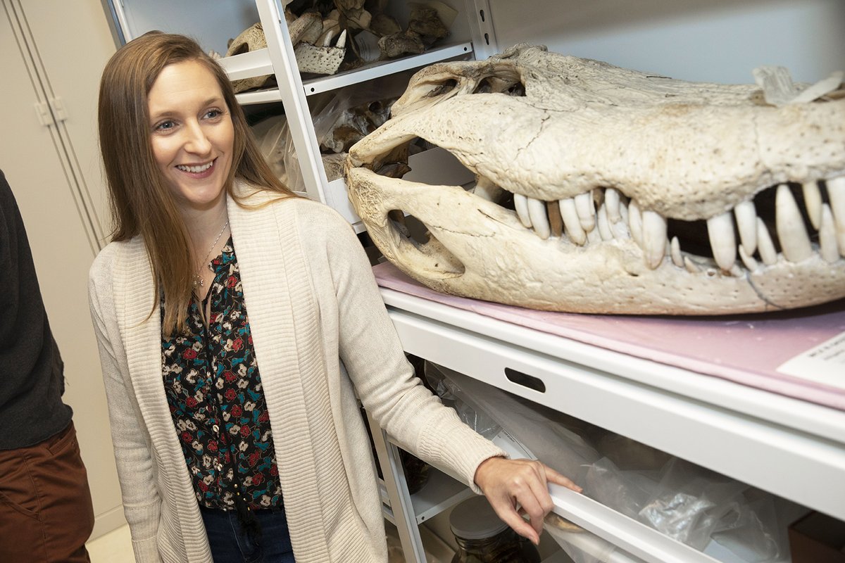 HarvardMuseums's tweet photo. Our #womenhistorymonth -themed #podcast interview features Stephanie Pierce, Professor in the Department of Organismic and Evolutionary Biology @harvardOEB and @mczharvard's very first female curator of vertebrate #paleontology. Listen: https://t.co/BRfA87xvxw. https://t.co/rcuBsA5sS8