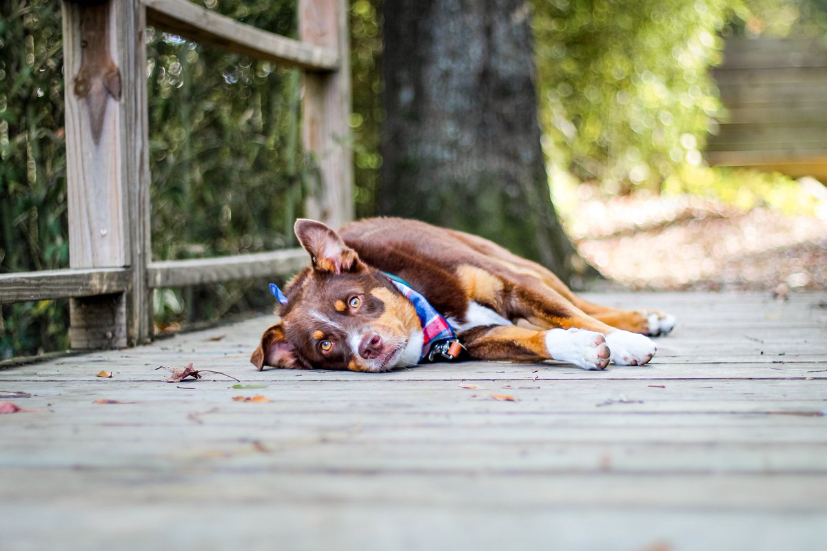 Midweek vibes 

#dogsoftwitter #twitterdog #twitterdogcommunity #dogtwittercommunity #adventures   #HumpDayVibes