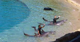 SBarakzoy's tweet photo. After dolphins are hunted and captured, many of them are sold into captivity. One problem that dolphins continue to face is falling victim to tourist entertainment industries #39canimals https://t.co/Ow82hWUwoZ