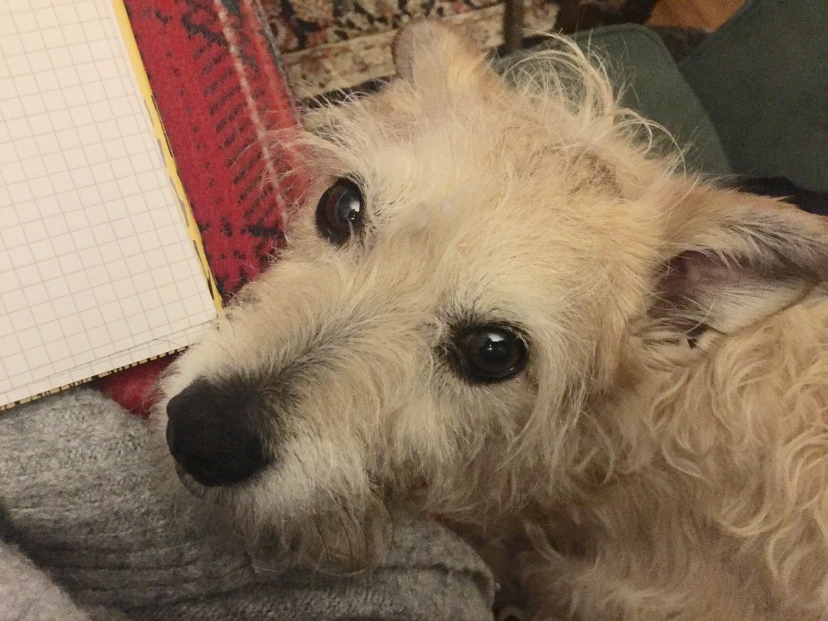 EcoActiveSocial's tweet photo. Working companion this evening... #webwork #WebDog https://t.co/qMENtwLUjm
