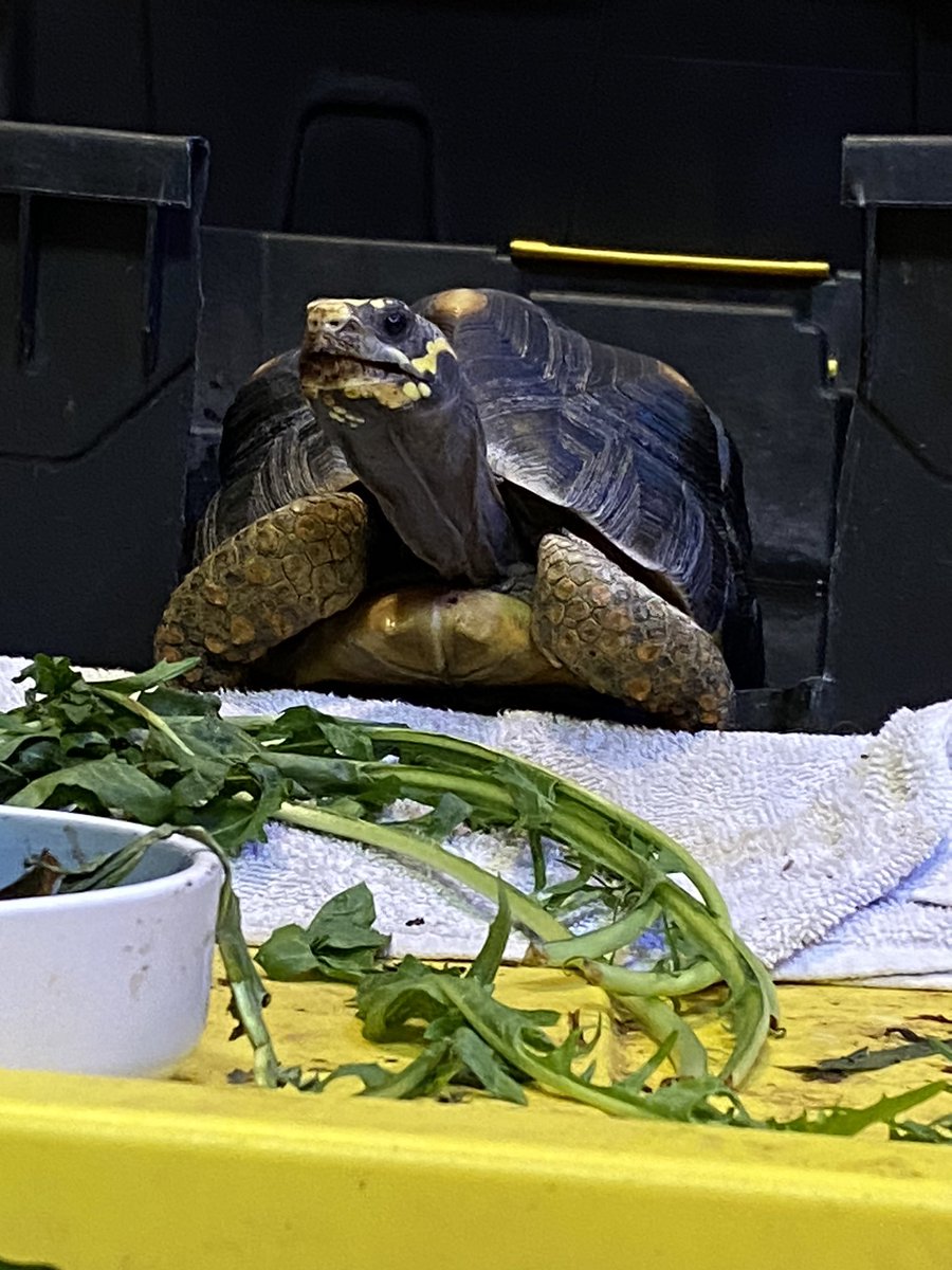 Dancing_Images's tweet photo. Check out my most stoic #tortoise Myrtle! https://t.co/3JrVrzmxye