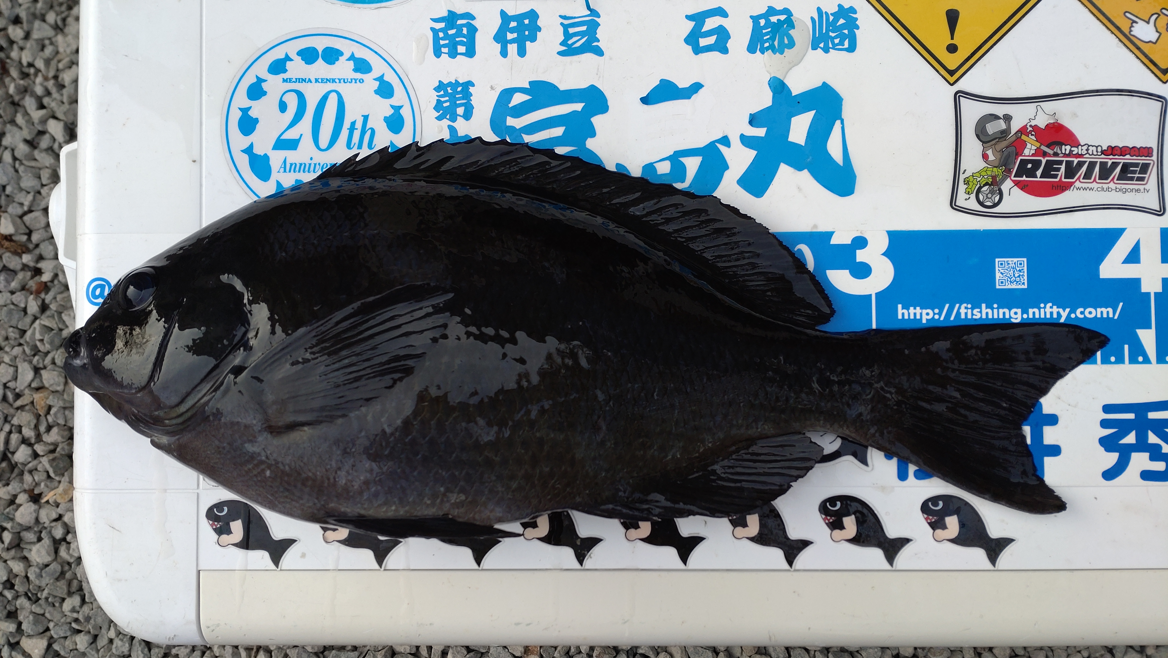 所長 めじな研究所 昨日の最大魚がこれ クチブト8匹に対してサンノジ7匹 餌取りは小バリ小ナガ 深く入れて押さえるようなアタリを聞きアワセてサンノジ 根際をタイトに攻めてクチブト 釣り座を移動して3箇所でこのクラスを1匹づつ 同じポイント