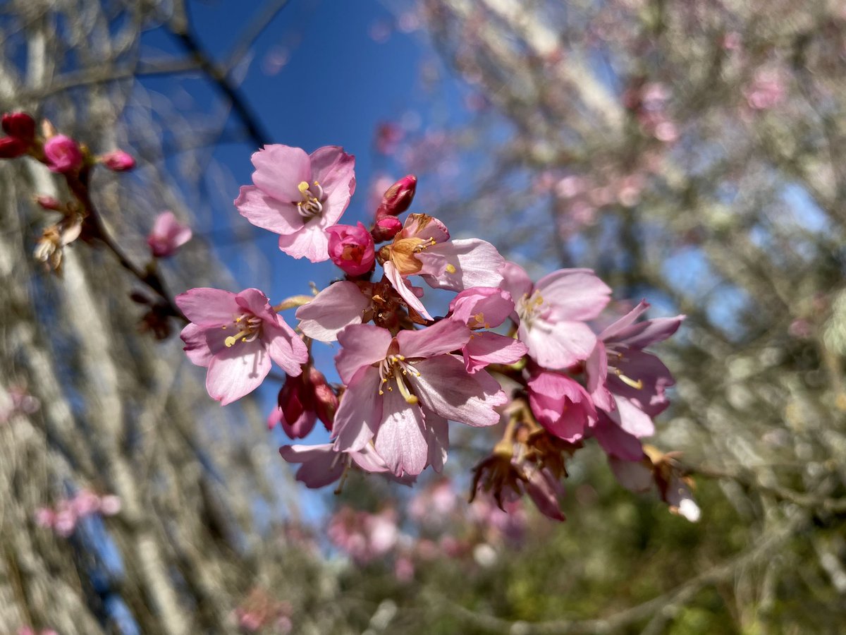 jonebr04's tweet photo. Signs of spring 🌺

#spring #CherryBlossoms #flowers https://t.co/misQr3QzPC