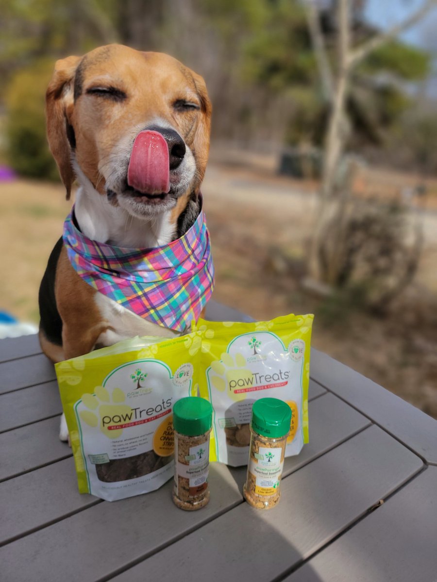 ThatPupZoey's tweet photo. Time for a treat!🍗...actually treat time is all the time😋 love these great treats and toppers from @pawTree 🐾
#treats #pawtree #yum #beagle #thatpupzoey https://t.co/kNLWwiZ2mL