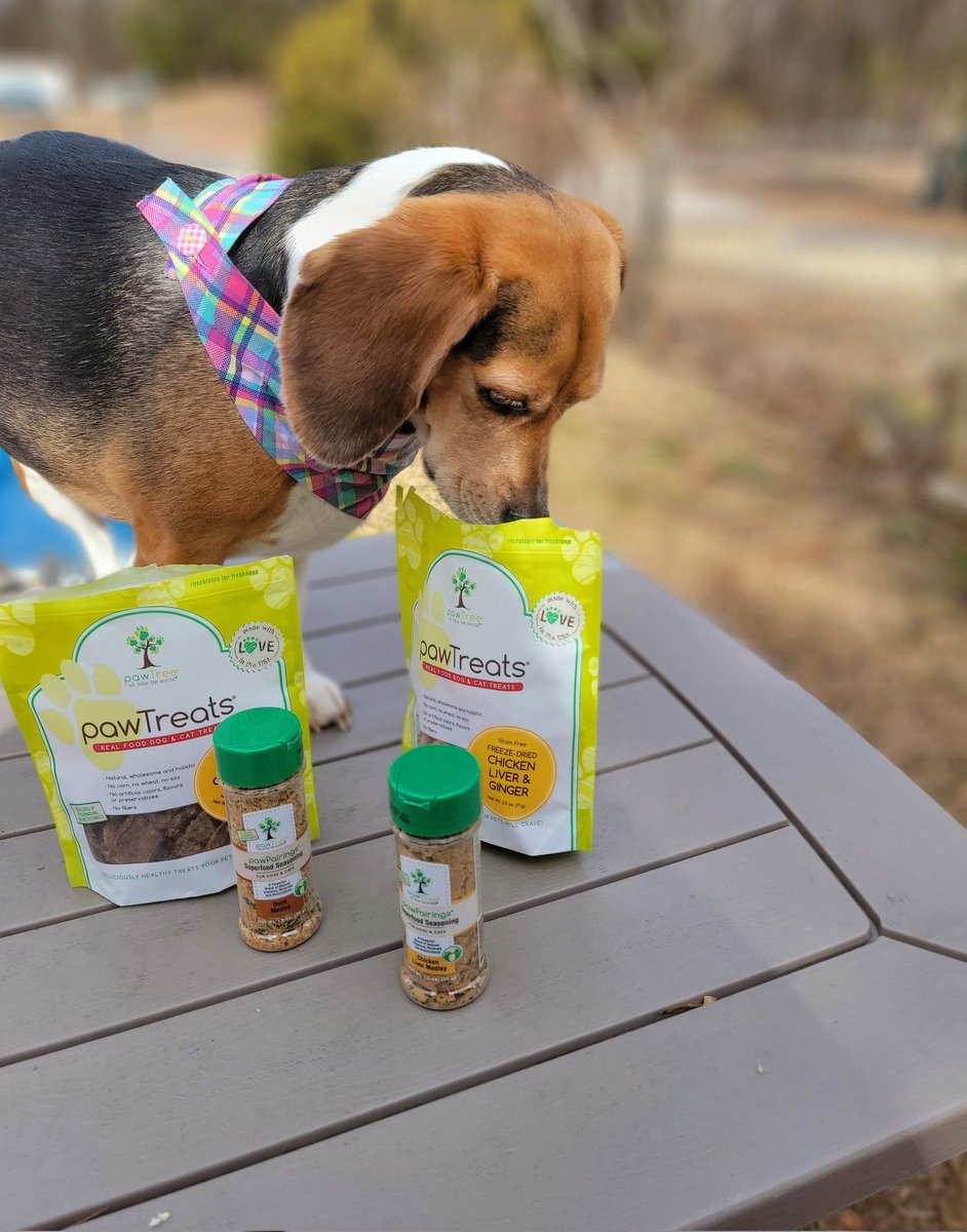 ThatPupZoey's tweet photo. Time for a treat!🍗...actually treat time is all the time😋 love these great treats and toppers from @pawTree 🐾
#treats #pawtree #yum #beagle #thatpupzoey https://t.co/kNLWwiZ2mL