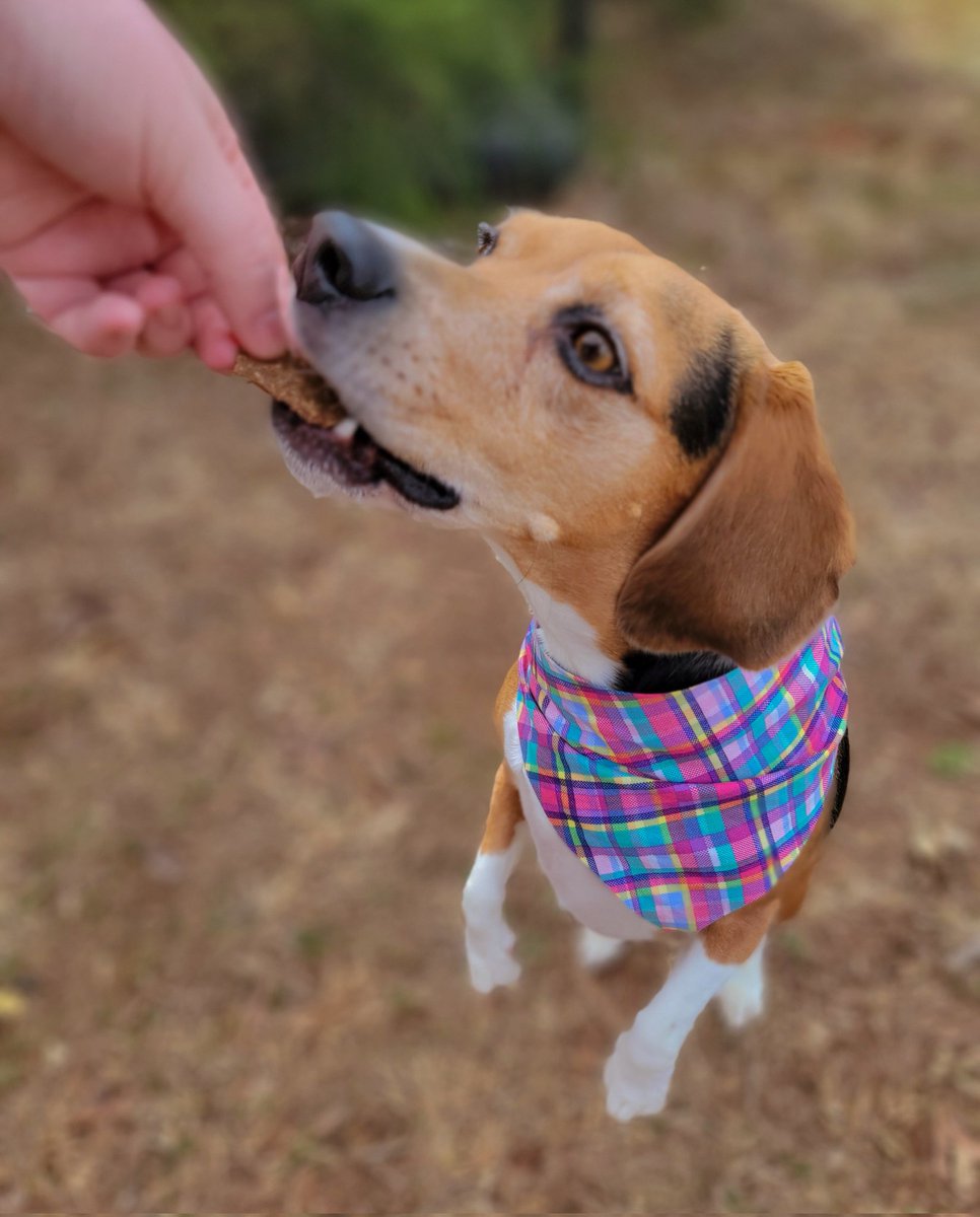 ThatPupZoey's tweet photo. Time for a treat!🍗...actually treat time is all the time😋 love these great treats and toppers from @pawTree 🐾
#treats #pawtree #yum #beagle #thatpupzoey https://t.co/kNLWwiZ2mL