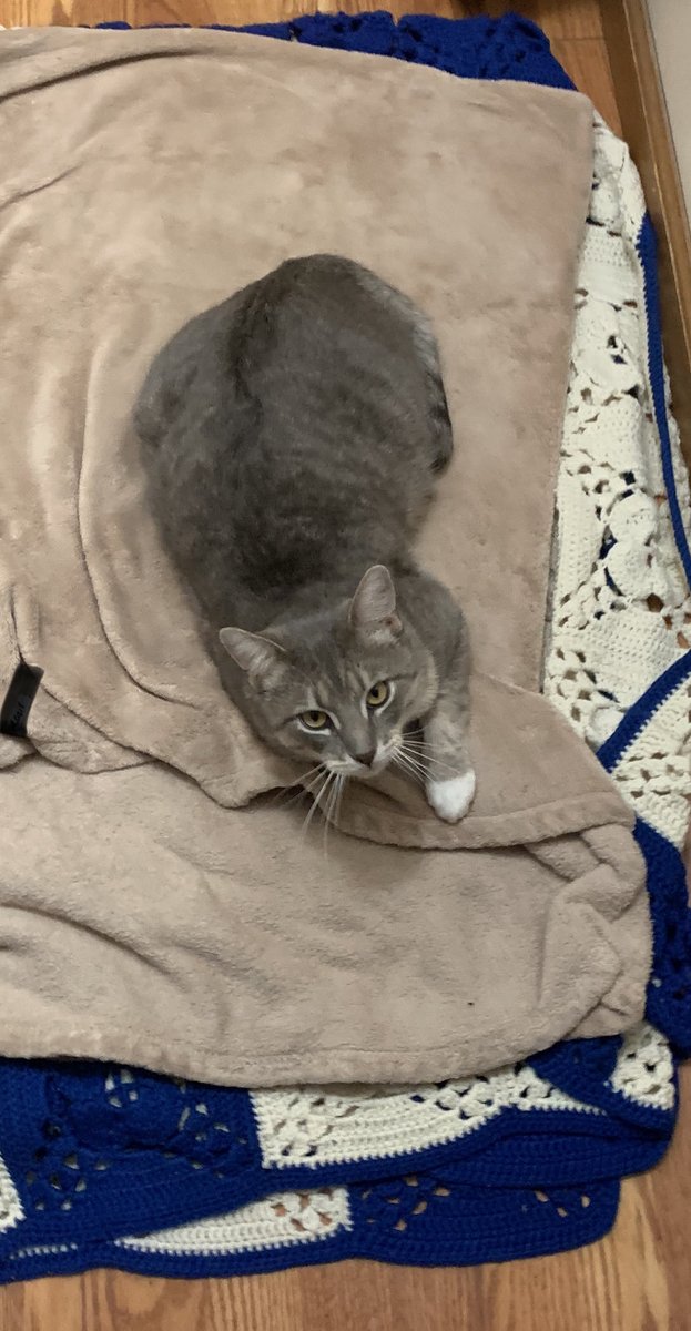 cindyaintright's tweet photo. #BillyCat 😹 loves #Budds 🐶makeshift beds 🐾❤️ https://t.co/1qm8xNq6LL