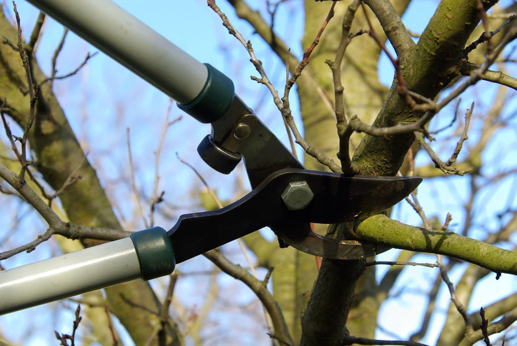 iowadnr's tweet photo. Last call for pruning oak trees! ✂
The best way to prevent the spread of oak wilt is to not prune any oak tree between the middle of March and the start of November.
More info: https://t.co/BrxyzKXB3s
#IowaTrees https://t.co/SykS9Dd4Th