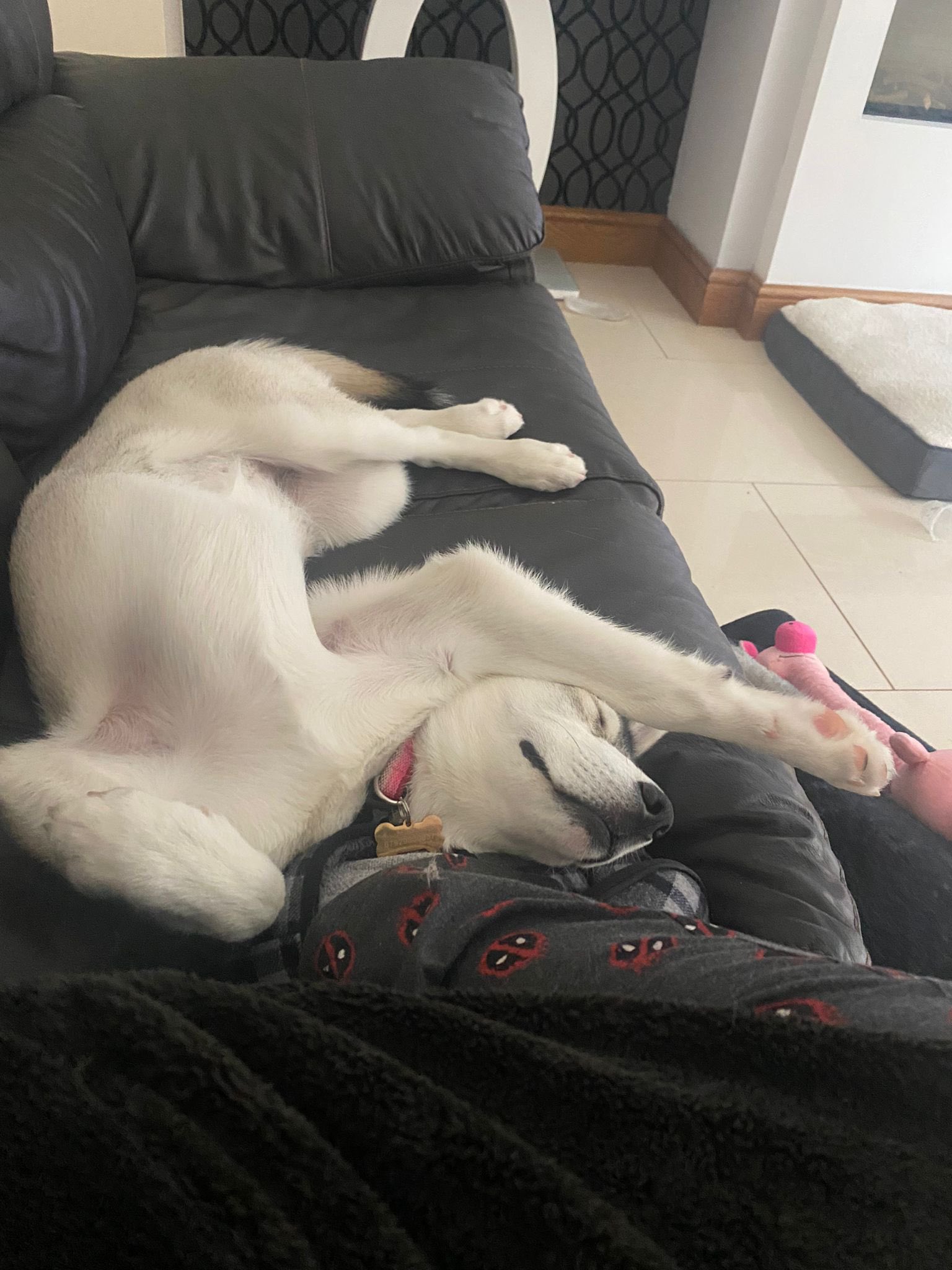 Meika the Mischievous Husky on X