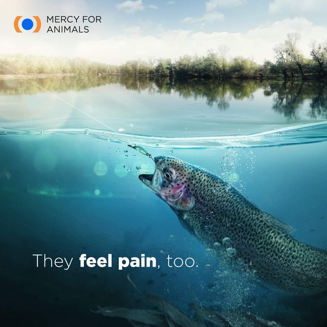 Science has repeatedly shown us what common sense already tells us: Fish feel pain & can suffer 🐟

Just because something tastes good or is fun to do doesn't mean its the right thing to do.

It's ok to learn & change what we do for the better.

#fishfeelpain
#veganforthem 🐟🐋🐬
