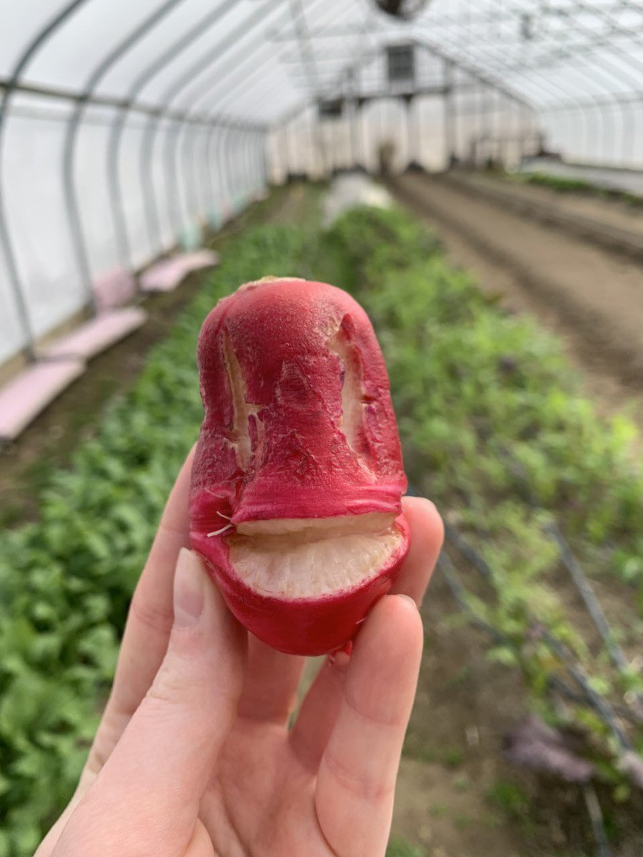FarmtoYouNH's tweet photo. Remember to smile and eat your vegetables! #farmtoyounh #unh #radish #foodwithaface #smile https://t.co/t0af6P0Y7K