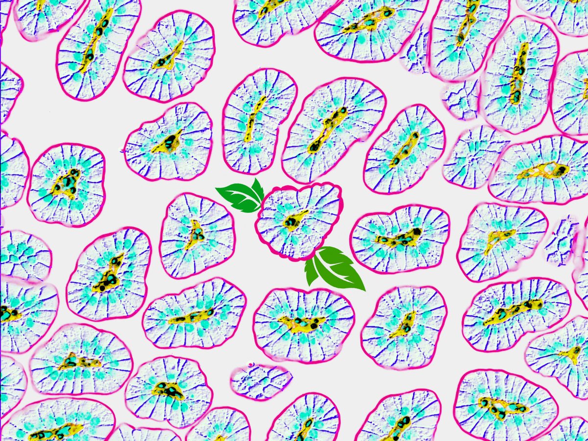 AmyEngevik's tweet photo. It feels like Spring in Charleston, so I thought #MicroscopyMonday should reflect the beautiful blossoms. 

#miscroscopy #sciart #bioart #histoart #pathart https://t.co/zaMXVl1ZHL