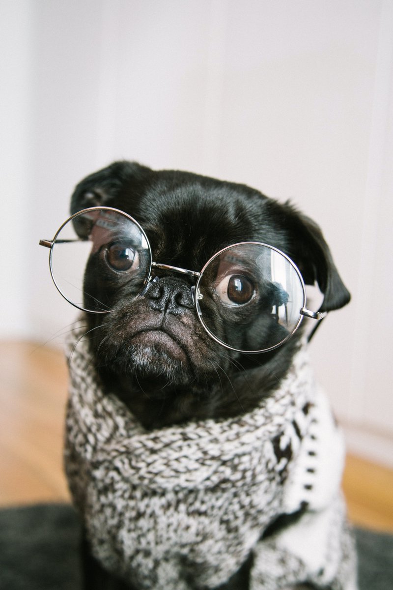 Daniel_Glasses's tweet photo. If you have pets, let your pets wear glasses🤣🥰

#Glasses https://t.co/tTUui2Be24