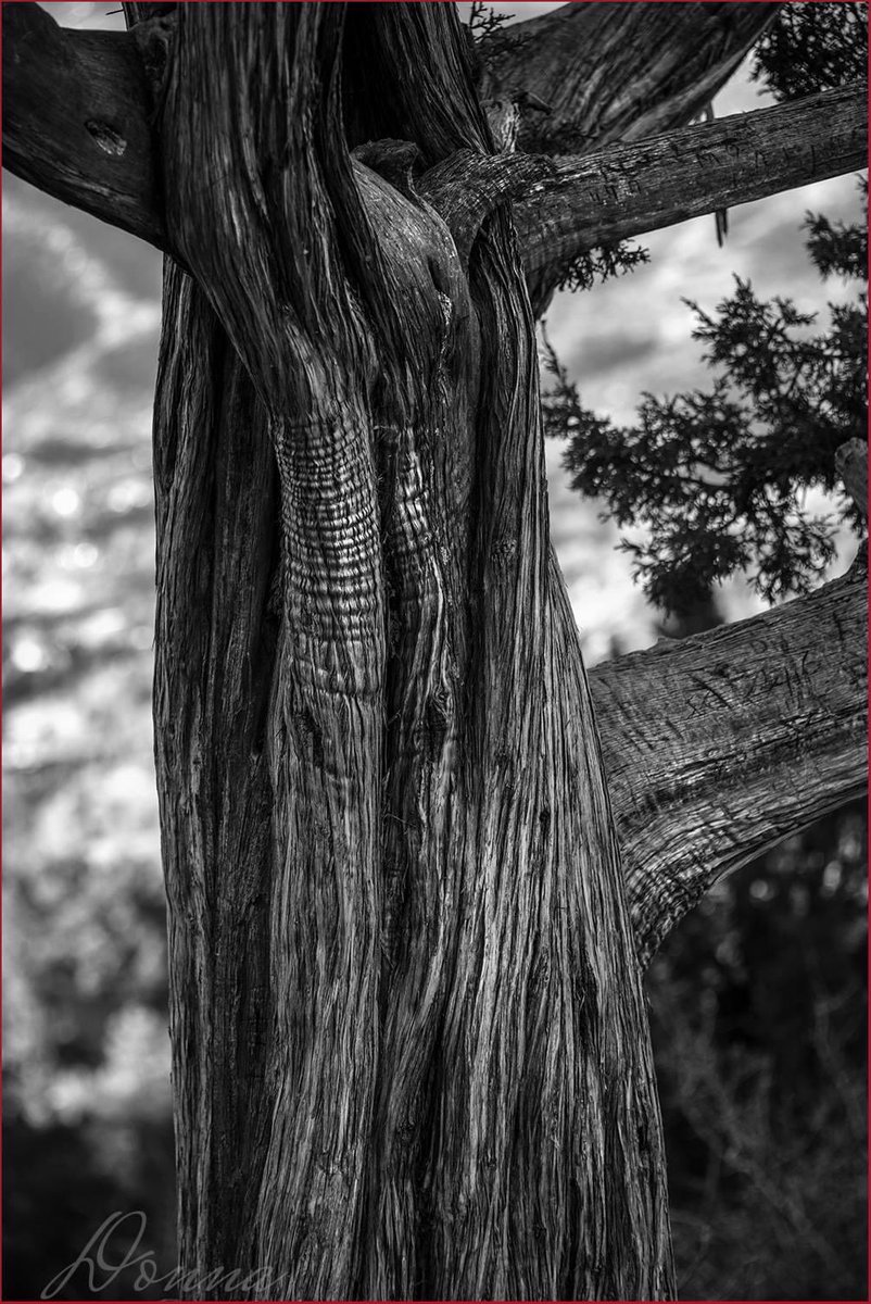 DMartinezImages's tweet photo. Where are all my bw bff’s at?? Slow #blackandwhitephotography #nftphotography day!! Let’s fill the space #bwcrew! https://t.co/DGqS2P44E3