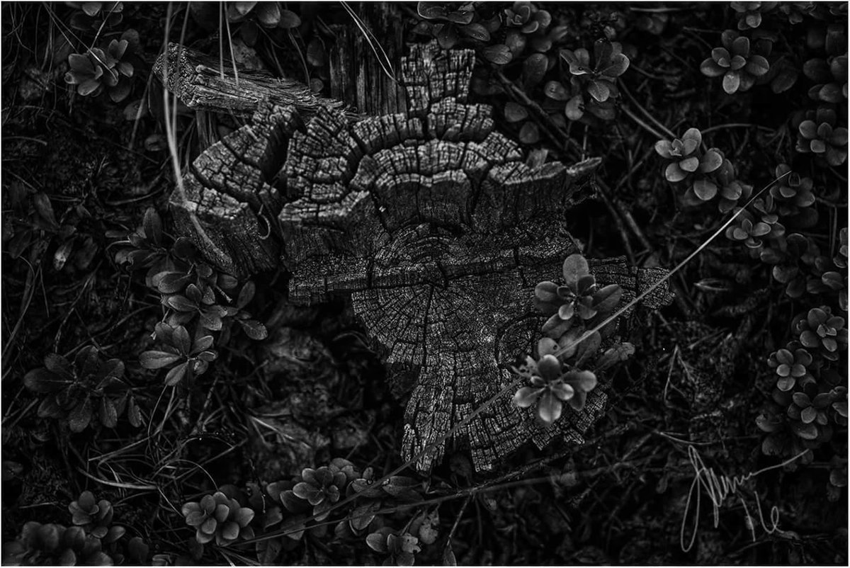 DMartinezImages's tweet photo. Where are all my bw bff’s at?? Slow #blackandwhitephotography #nftphotography day!! Let’s fill the space #bwcrew! https://t.co/DGqS2P44E3