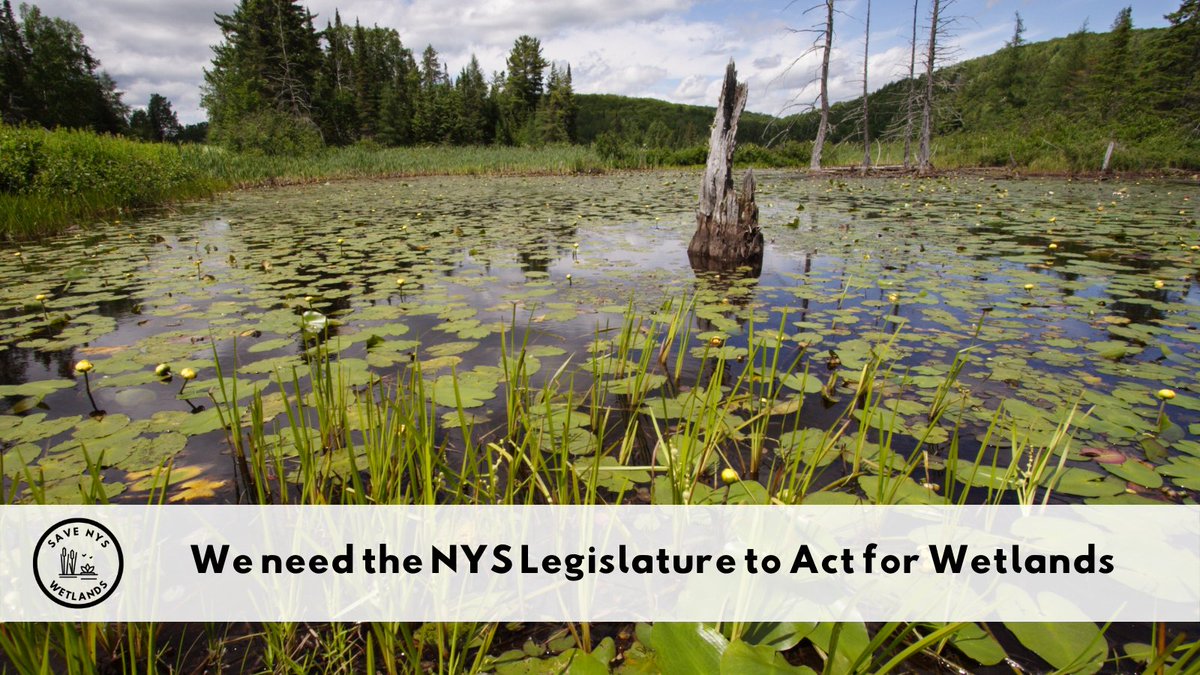 Save NYS Wetlands tweet media