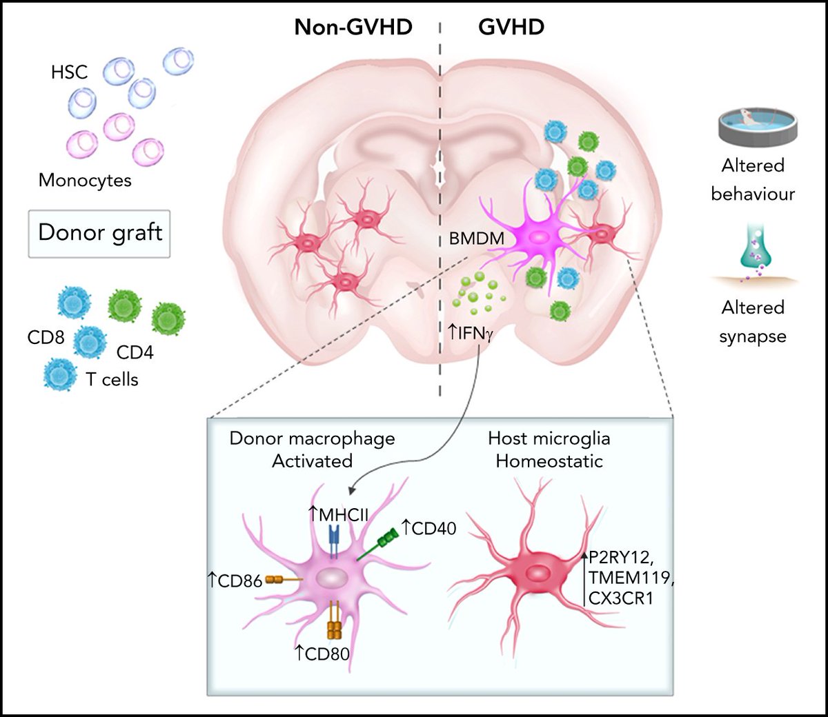 BloodPortfolio's tweet photo. Donor bone marrow–derived macrophage MHC II drives neuroinflammation and altered behavior during chronic #GVHD in mice https://t.co/42a7PqnFUb https://t.co/QnSIrj2s5f