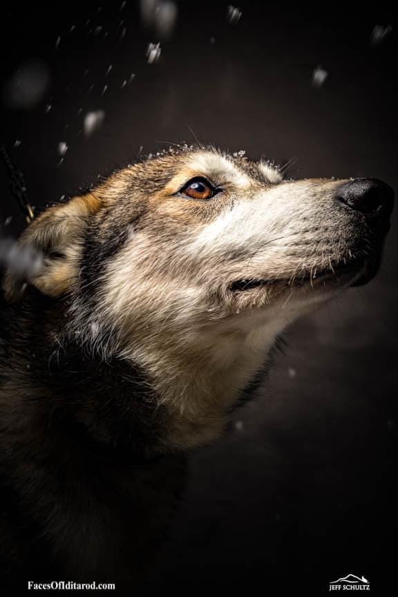 IditarodJeff's tweet photo. And this is Prophet, one of Dallas Seavey’s dogs—playful, curious, confident, and he loves to lead.
Read more about Prophet on https://t.co/SHuiCDOxHY
#Iditarod2022 #photography #dogs #jeffschultzphotography https://t.co/qyONNByXOJ