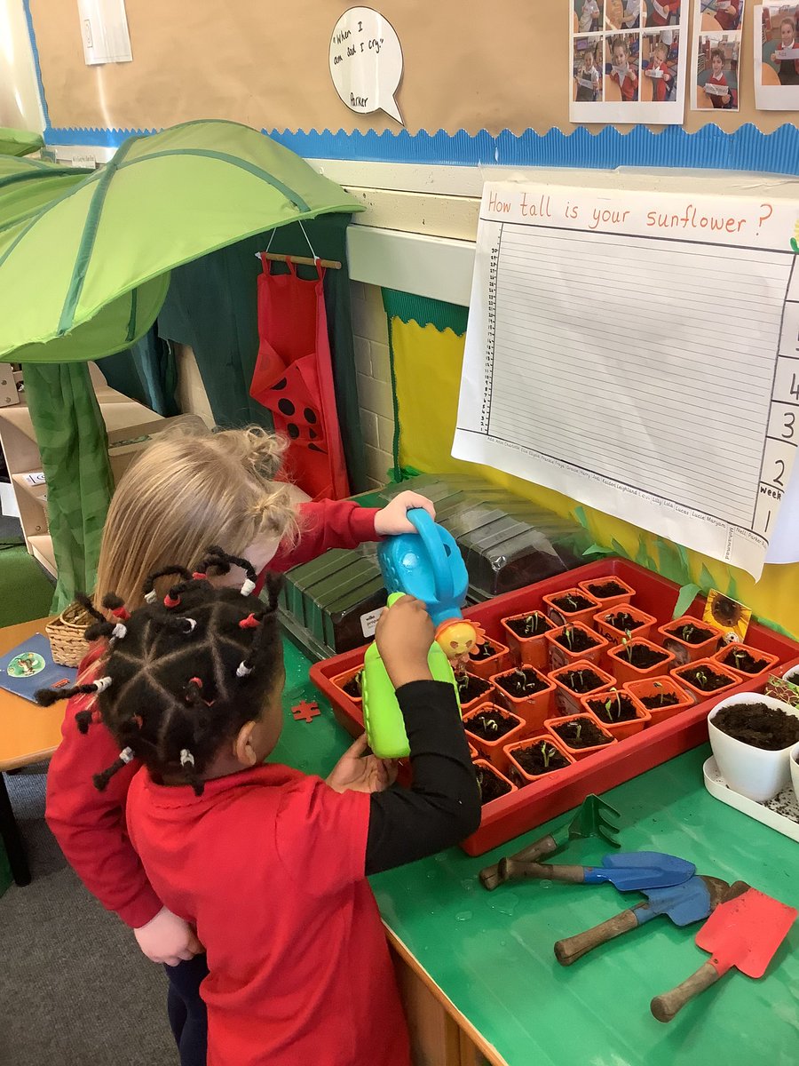 The Reception children @FallaParkSchool are looking after their sunflowers ready to measure their growth on Friday. 

#BritishScienceWeek 🌻
@Miss_Carr_Falla @Mrs_Crellin