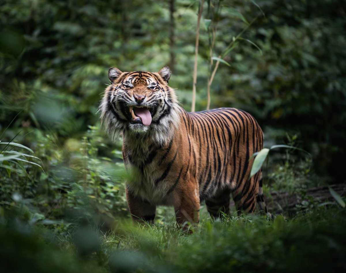 ConserveWildCat's tweet photo. #Tigers use the flehmen response (#stinkyface) to investigate scents in the form of pheromones. Stinky face allows the scent to travel through the roof of the tiger's mouth which some believe is between a sense of smell and taste, like a sixth sense.
.
📷Jessica Hogervorst https://t.co/7nj3QXC115