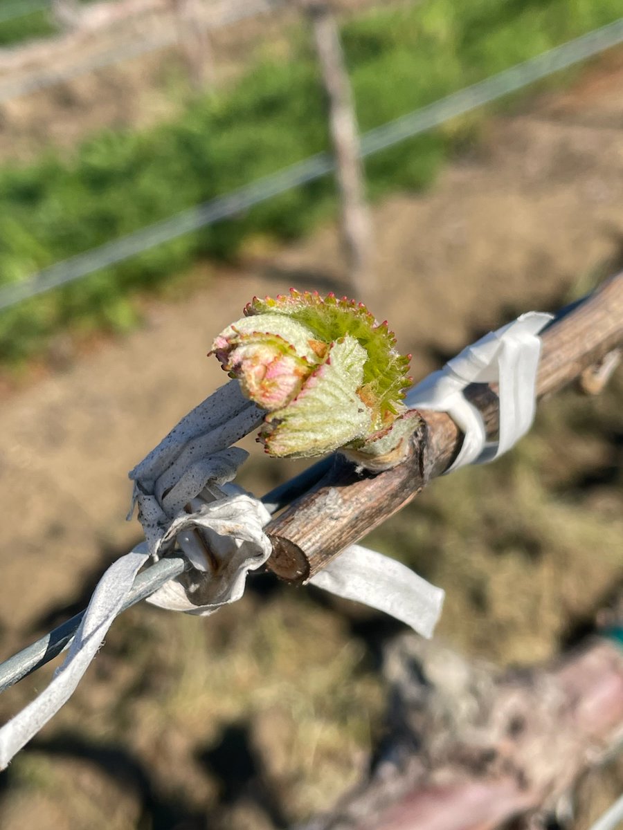 Cuvaison tweet media