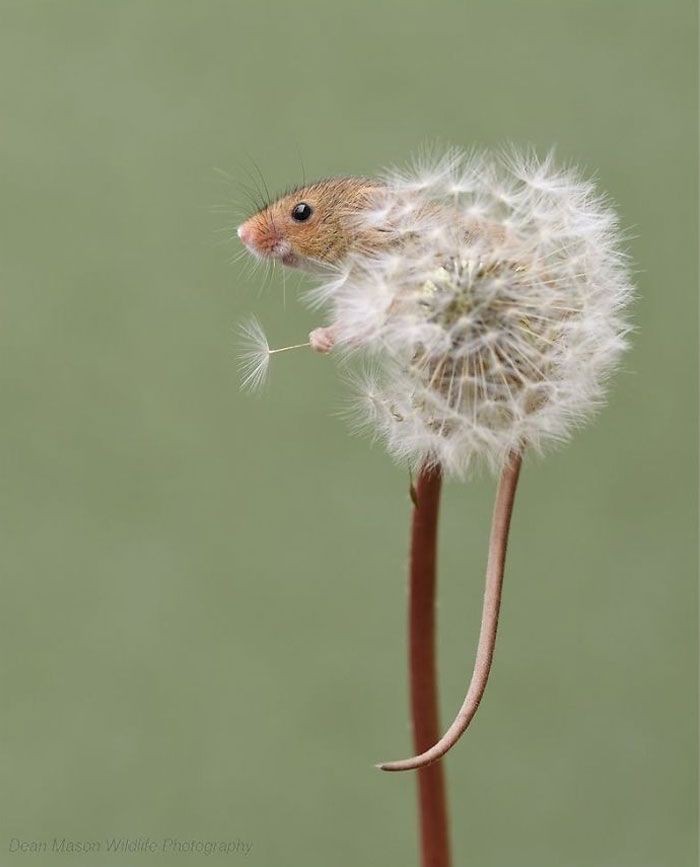AnnaShi60491189's tweet photo. 🌼...L'idea di perderti è difficile da accettare ma #seSoChe è più forte il coltivarti dentro di me, io non mollo. E lo farò con tutte le cure possibili...

#unTemaAlGiorno

📷 Dean Mason https://t.co/lsRjWYWnZ7