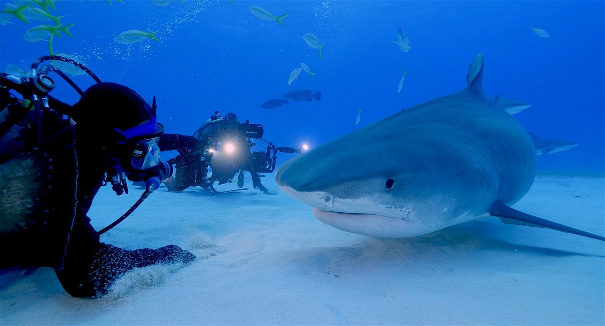 DrGuyHarvey's tweet image. Dr. Guy Harvey getting up close and personal 🦈  #GuyHarvey #ArtofAdventure #GHOF #WaveWednesday