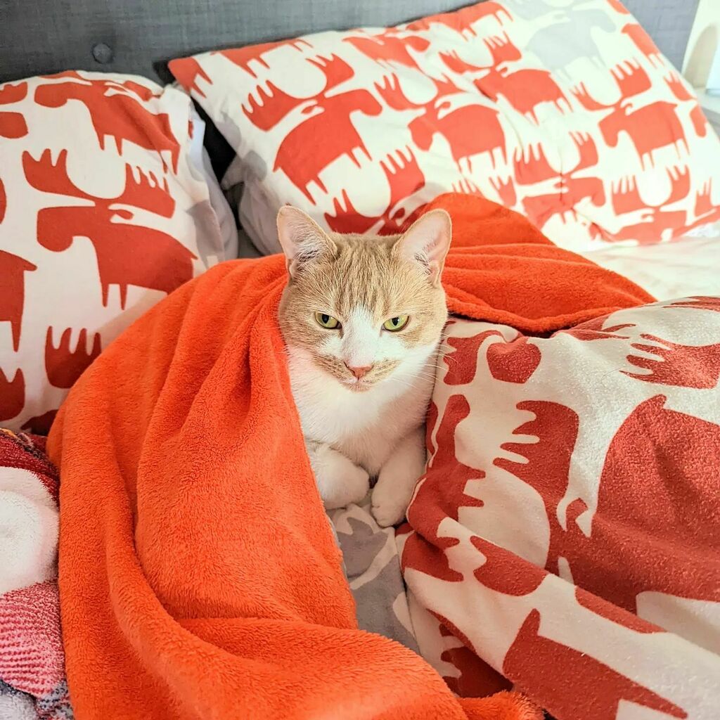 ArchieAndScout's tweet photo. Archie managed to get himself tucked into bed. It's still daylight, pal...why so tired?
.
.
.
.
.
.
#cats #catsofinstagram #catstagram #instagram #catlovers #catlover #catlife #instacat #kittens #kitten #kitty #catoftheday #cute #pet #animals #petsofinstagram #adoptdontshop … https://t.co/mSyzAKJsNo