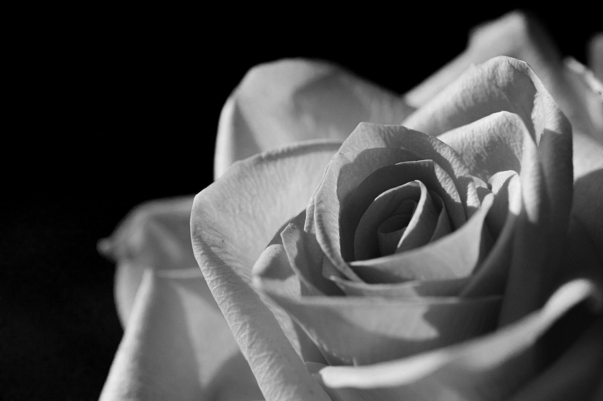 photobyklinga's tweet photo. My most recent #blackandwhite images! Getting back to enjoying photographing on the side of uni projects 🖤 https://t.co/ZNFR73lk6b