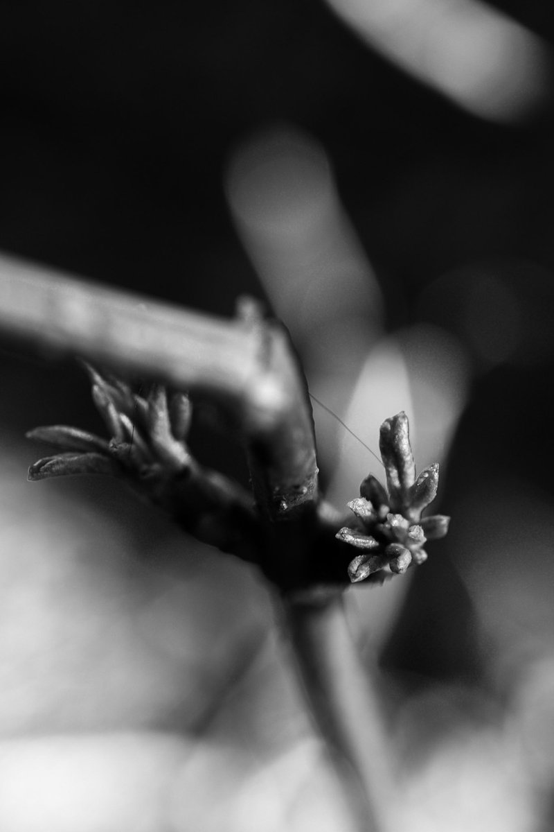 photobyklinga's tweet photo. My most recent #blackandwhite images! Getting back to enjoying photographing on the side of uni projects 🖤 https://t.co/ZNFR73lk6b
