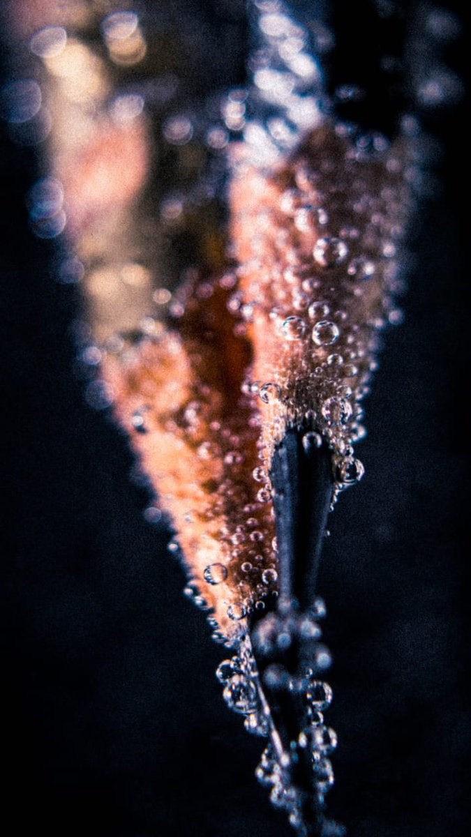CamLifeofAdish's tweet photo. Shot with sony alfa6000 
Micro lens 
F4
1/100
Iso200
Pencils in ino water

#photography #photoshoot #picoftheday #photographer #photographylovers #astheticphotography https://t.co/2ybRA2iFaU