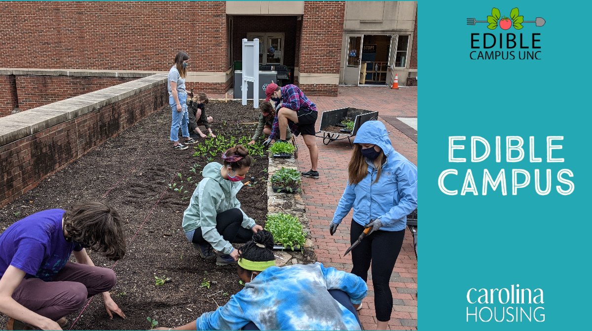 Looking for something to do? Check out one of the many Edible Campus gardens! Volunteer for a gardening day and connect with this awesome community! Garden plots are located all over campus, but our residential ones are at Hardin, Stacy, and Graham! <a href="/EdibleCampusUNC/">Edible Campus UNC</a>