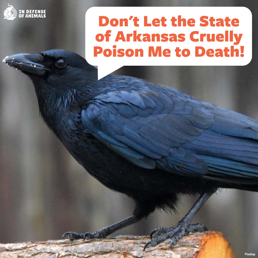 IDAUSA's tweet photo. Take #AmericanCrows, #CanadaGeese, #EuropeanStarlings, and #CommonGrackles off of the government's hit list in #Arkansas!
Urge #WildifeServices to adopt nonlethal bird coexistence strategies: https://t.co/RrrpdusPCW
Pls RT and support our work: https://t.co/ASxSkwrDl2 https://t.co/RVRquzVlmL