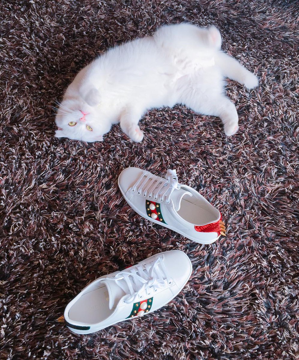 CallumBentlee's tweet photo. Stupid cat, take away my shoes again https://t.co/1XQ1yLQPMv