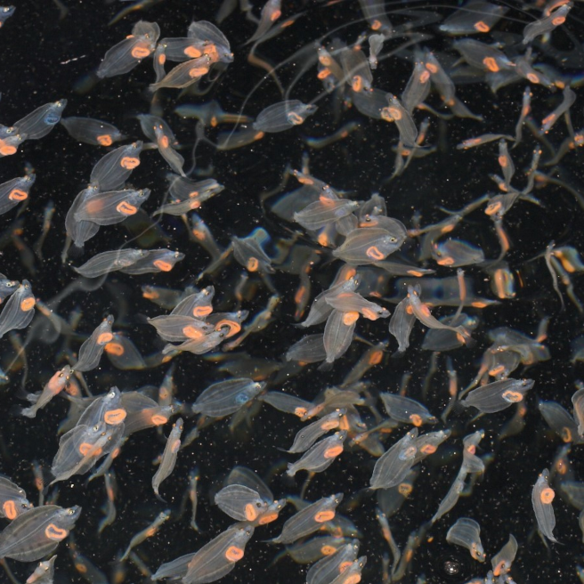PLOSGenetics's tweet photo. 🎉 Announcing the January issue of PLOS Genetics 🎉

The new cover 📷 features Atlantic halibut larvae during metamorphosis, courtesy of The Institute of Marine Research

See the full issue: https://t.co/gY2yOnfwWv https://t.co/V46rRGiX8R