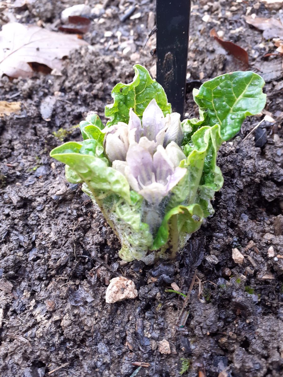 Take a look at the wonderful Mandrake we have growing in Bryngwyns Poison Garden.

Don't forget to come and and see our poison garden in all its glory in June at our Summer Fayre! 
Put these dates in your diary so you don't forget!
Saturday 4th June 2022
Sunday 5th June 2022