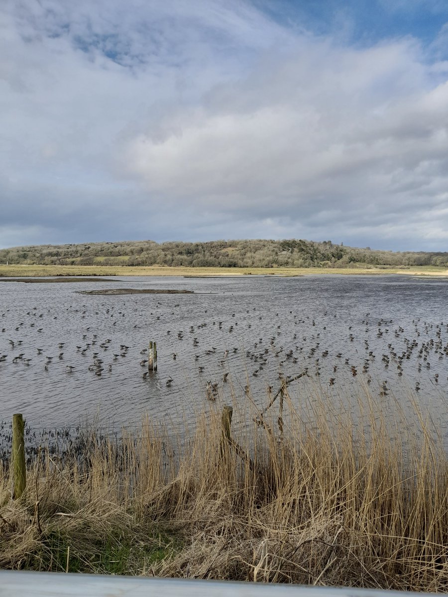 brenda_lakeland's tweet photo. Woods &amp; coast today. #Godwits #Avocet #Pintail #Shoveller #Redshank #Egrets #Shellduck #Cormorants #stoat #stiles #elfcup happy, happy https://t.co/nbooYpzqQm