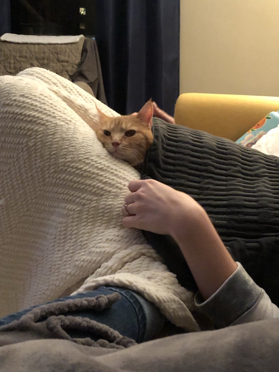 MsMegera's tweet photo. @Rook_Stone @AnaMardoll Uma just discovered heating pads and I ended up giving it to her 😂 https://t.co/GLzKf0uUgL