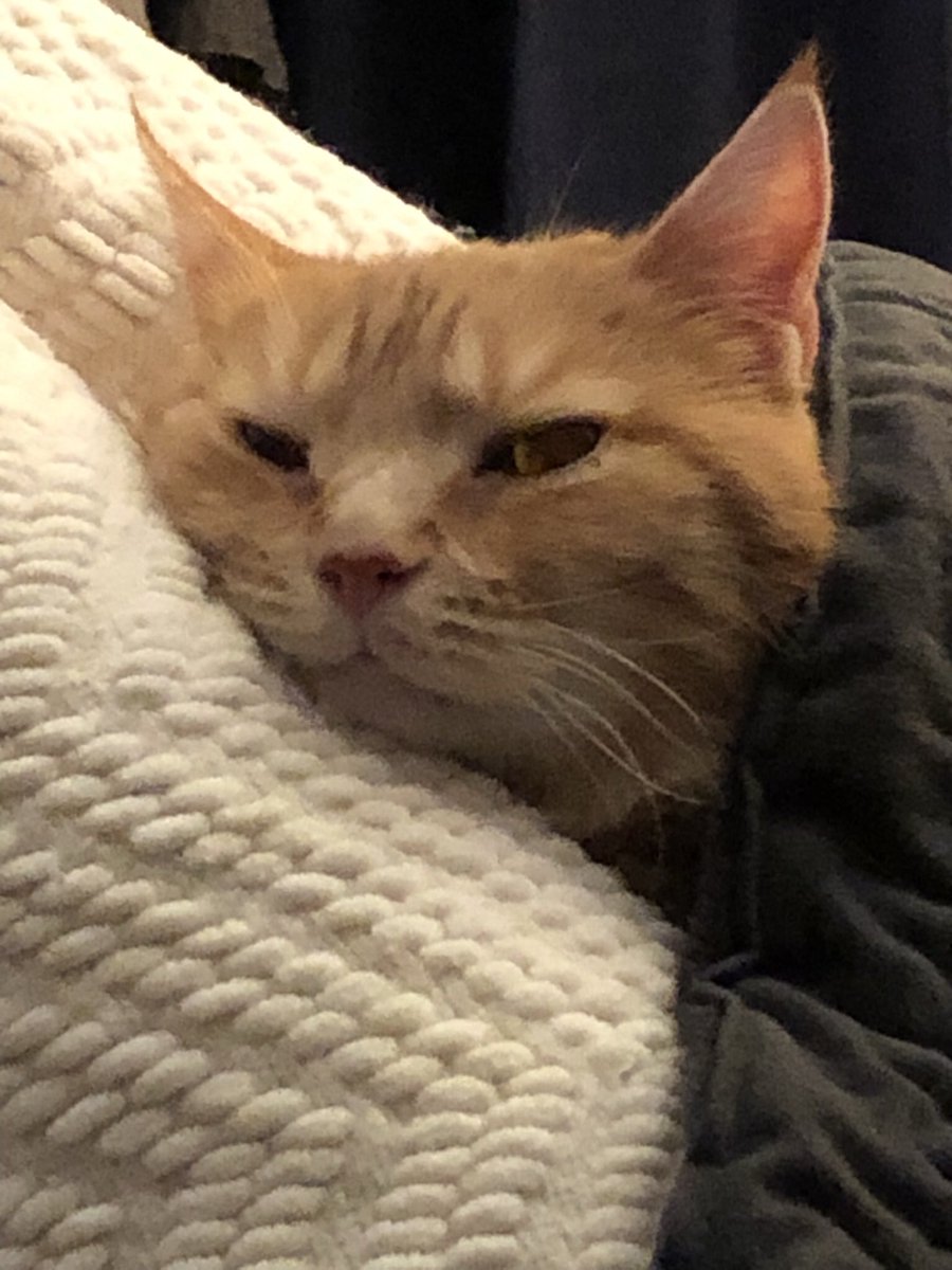 MsMegera's tweet photo. @Rook_Stone @AnaMardoll Uma just discovered heating pads and I ended up giving it to her 😂 https://t.co/GLzKf0uUgL