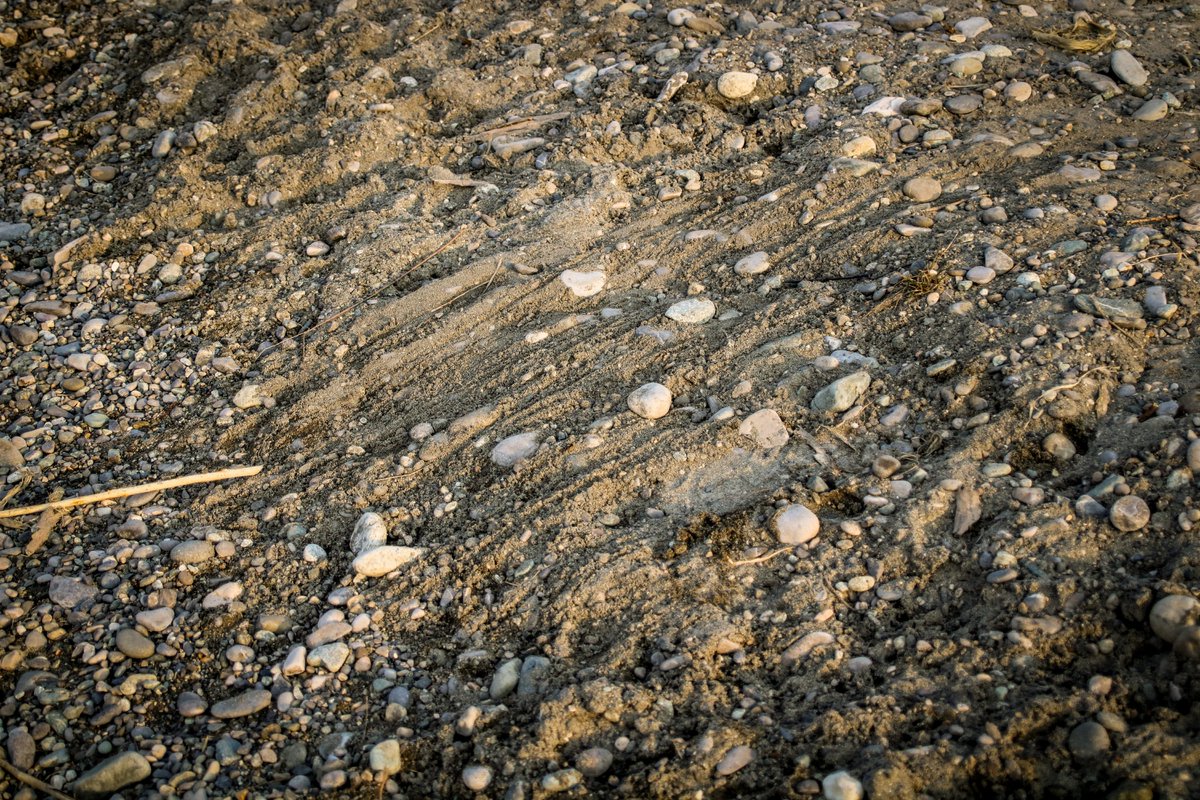 QDaveau's tweet photo. Pas de doute, après être partis l'an dernier, les castors sont bien revenus 🦫

Bouts de bois rongés, traces de branches traînées sur le sol, et même des buttes à castoréum ! 🤤 https://t.co/iZoH3w0jeh