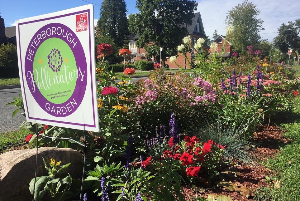 @PtboPollinators tweet media
