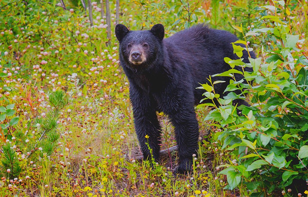 UPDATE: Public comment about Washington’s spring bear season is open and it’s time to make your voice heard! WDFW is seeking feedback on the proposed rule that would reinstate the 2022 Spring Black Bear season. Want to know more? Click the link!

congressionalsportsmen.org/the-media-room…