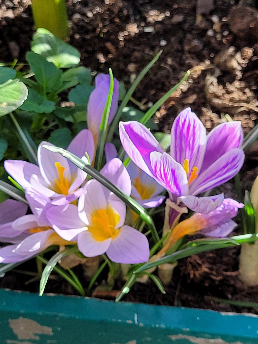 Die Mauerbienen sind zurück! 😎🐝🐝🐝 #Insekten #SaveTheBees The bees are back. 
Today 15 degrees C outside 🥳 #spring #crocuses