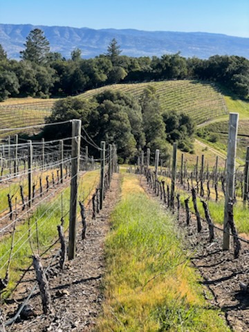 brandlin_wine's tweet photo. It's a beautiful day from our Mount Veeder estate. The vineyard appears quiet, but bud break is just around the corner for our historic, high elevation vines. #brandlinestate #vineyard #mountveeder https://t.co/S0ysxESeLa