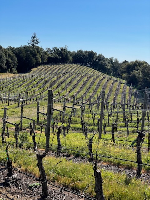brandlin_wine's tweet photo. It's a beautiful day from our Mount Veeder estate. The vineyard appears quiet, but bud break is just around the corner for our historic, high elevation vines. #brandlinestate #vineyard #mountveeder https://t.co/S0ysxESeLa