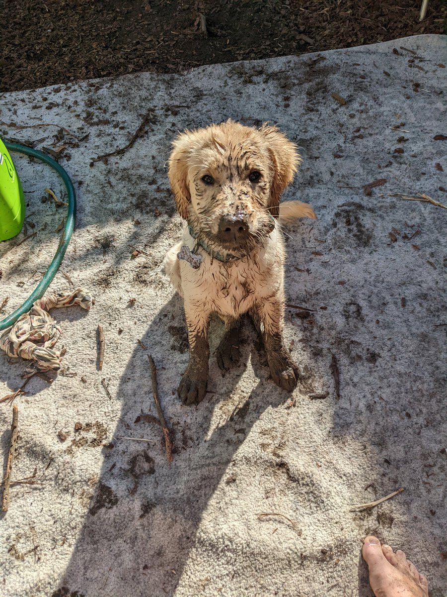 thesquirrelfish's tweet photo. I could give her a bath... Or I could introduce her to the ocean. 
#mudpuppy #Rose #FirstBeachDay? https://t.co/ypo0upVzke