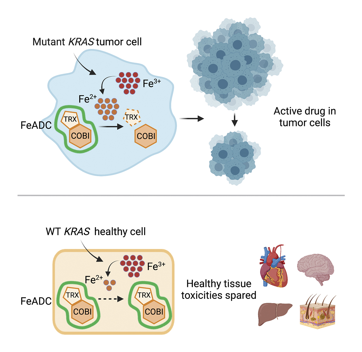 Journal of Experimental Medicine (@jexpmed) on Twitter photo Honglin Jiang, Eric Collisson, <a href="/adamrenslo/">Adam Renslo</a> et al. <a href="/UCSF/">UC San Francisco</a> report that oncogenic KRAS signaling induces a therapeutically targetable accumulation of Fe2+ in #KRAS-driven #SolidTumors. bit.ly/34t17DD
<a href="/RyanKMuir/">Ryan Muir</a> <a href="/mikeevans_ucsf/">Michael Evans</a> <a href="/ucsfpharmacy/">UCSF School of Pharmacy</a>
#Metabolism Honglin Jiang, Eric Collisson, <a href="/adamrenslo/">Adam Renslo</a> et al. <a href="/UCSF/">UC San Francisco</a> report that oncogenic KRAS signaling induces a therapeutically targetable accumulation of Fe2+ in #KRAS-driven #SolidTumors. bit.ly/34t17DD
<a href="/RyanKMuir/">Ryan Muir</a> <a href="/mikeevans_ucsf/">Michael Evans</a> <a href="/ucsfpharmacy/">UCSF School of Pharmacy</a>
#Metabolism