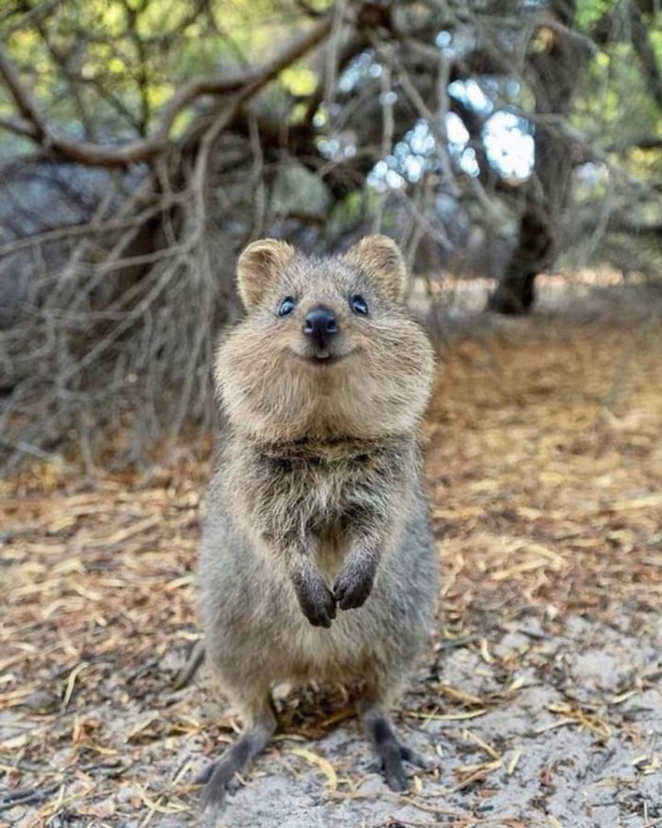 quokkaeveryhour's tweet photo. https://t.co/IF7VWSR3D3
