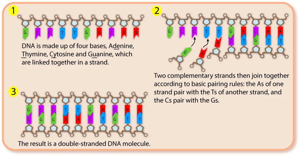 TyFxckTheWar's tweet image. #DNA facts. #FuckYeahScience