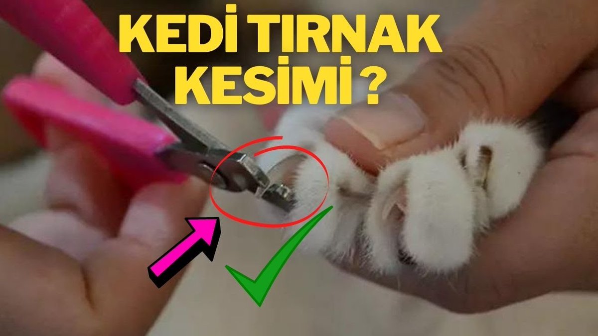 Kedi Tırnağı Nasıl Kesilir/ Bunlara Dikkat Edin!!👇😻

youtu.be/i4OQ3Ebb5BU